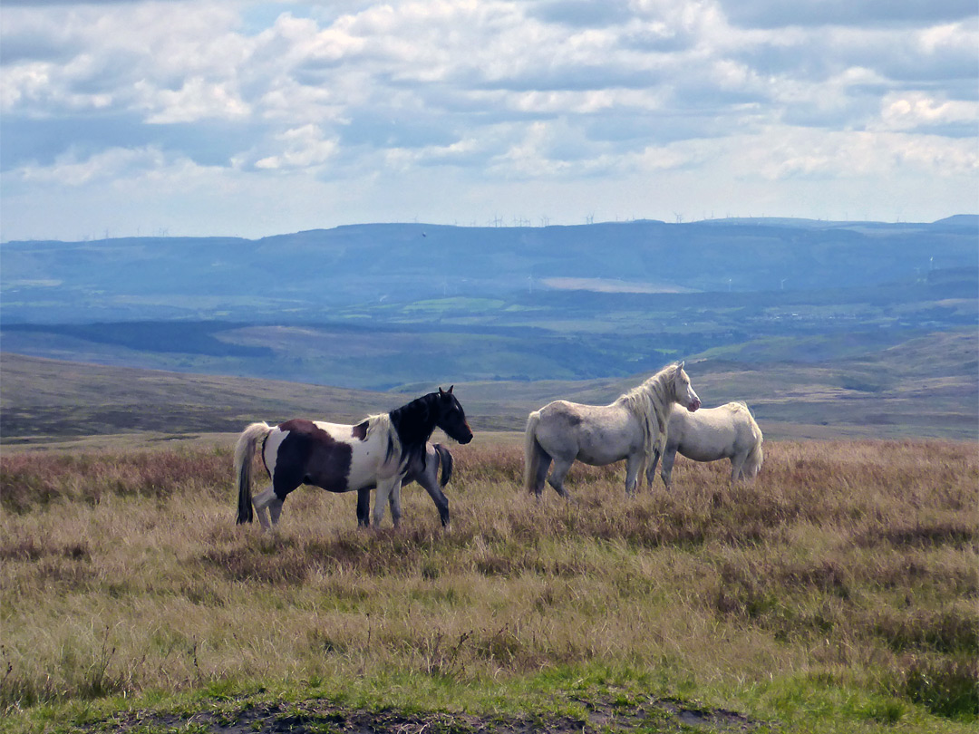 Horses on Picws Du