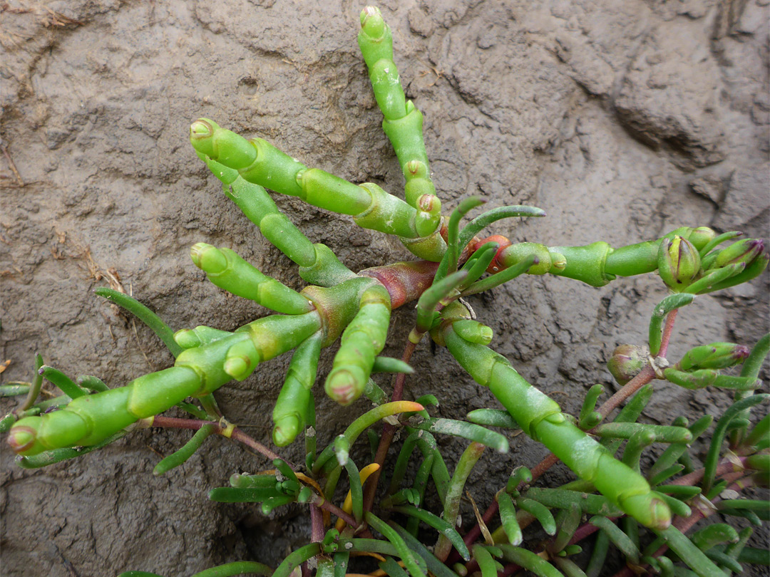 Glasswort