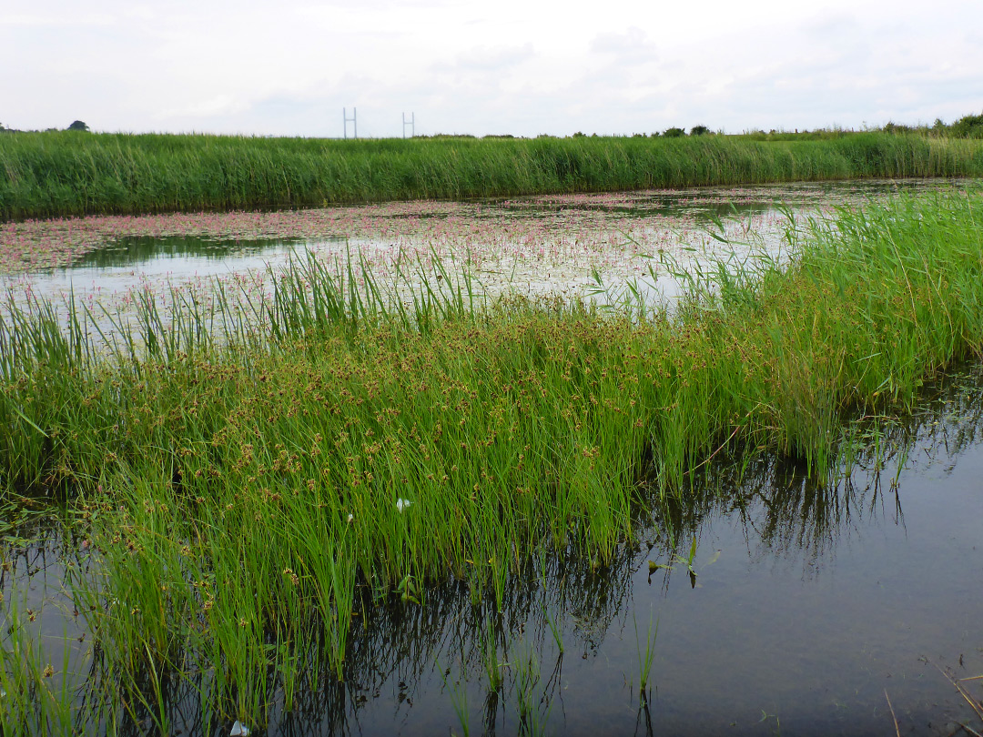 Sedge in a pool