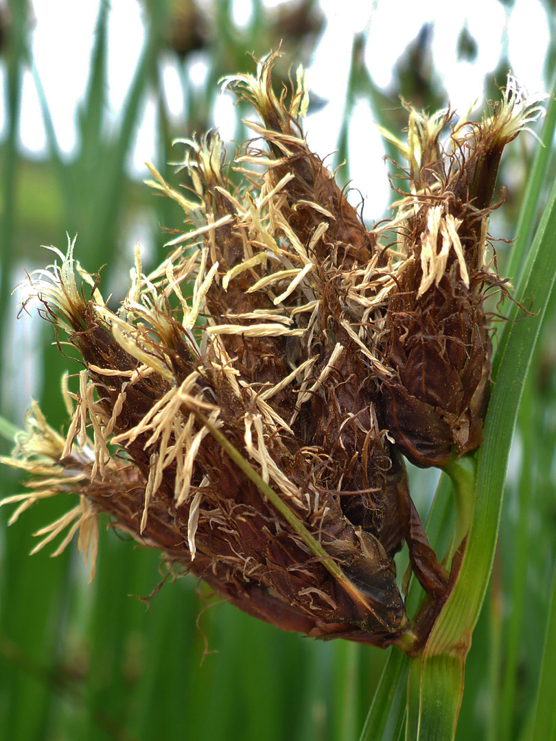 Sea clubrush