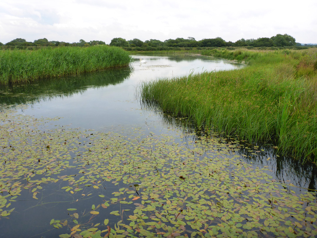 Pondweed