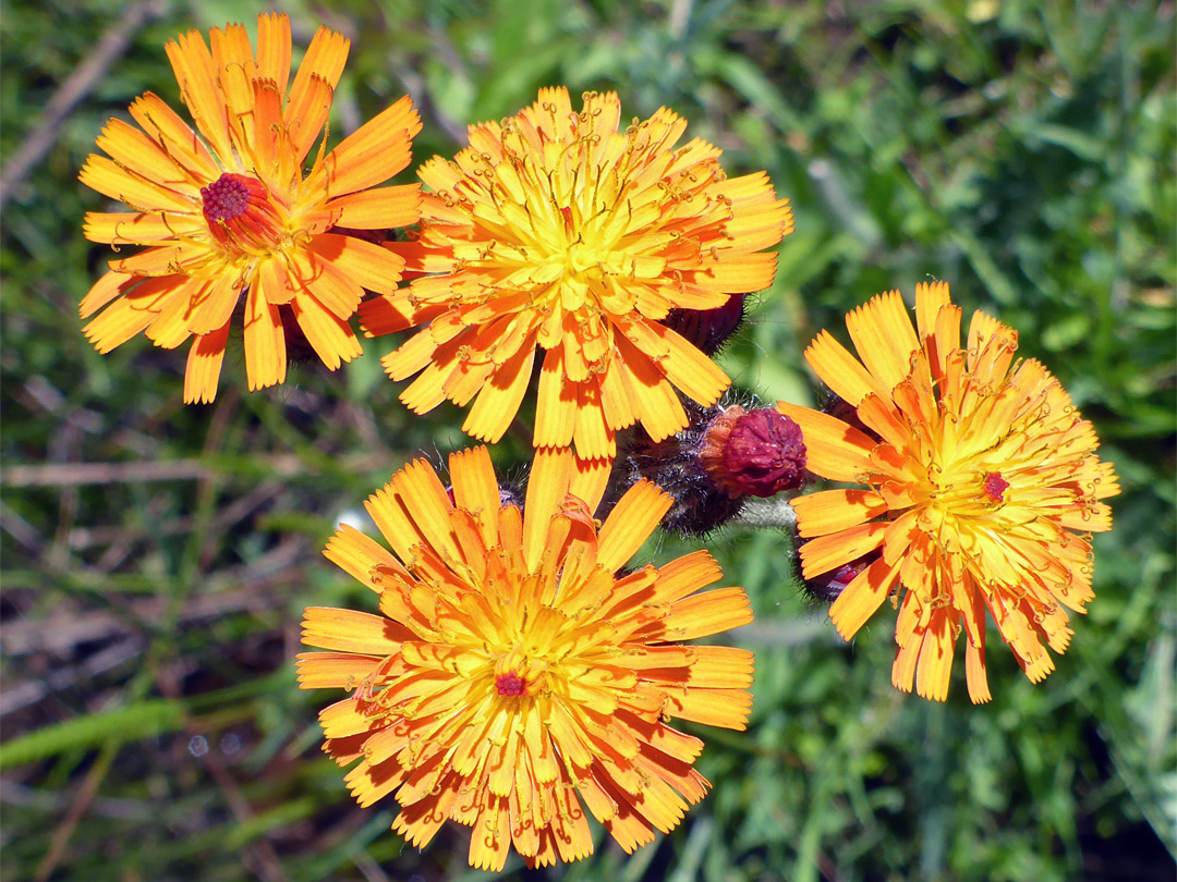 Flowerheads