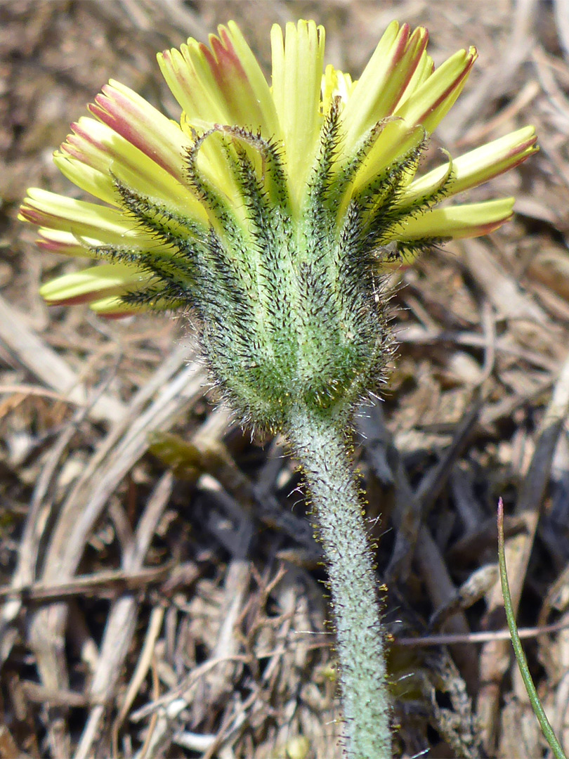 Phyllaries and florets