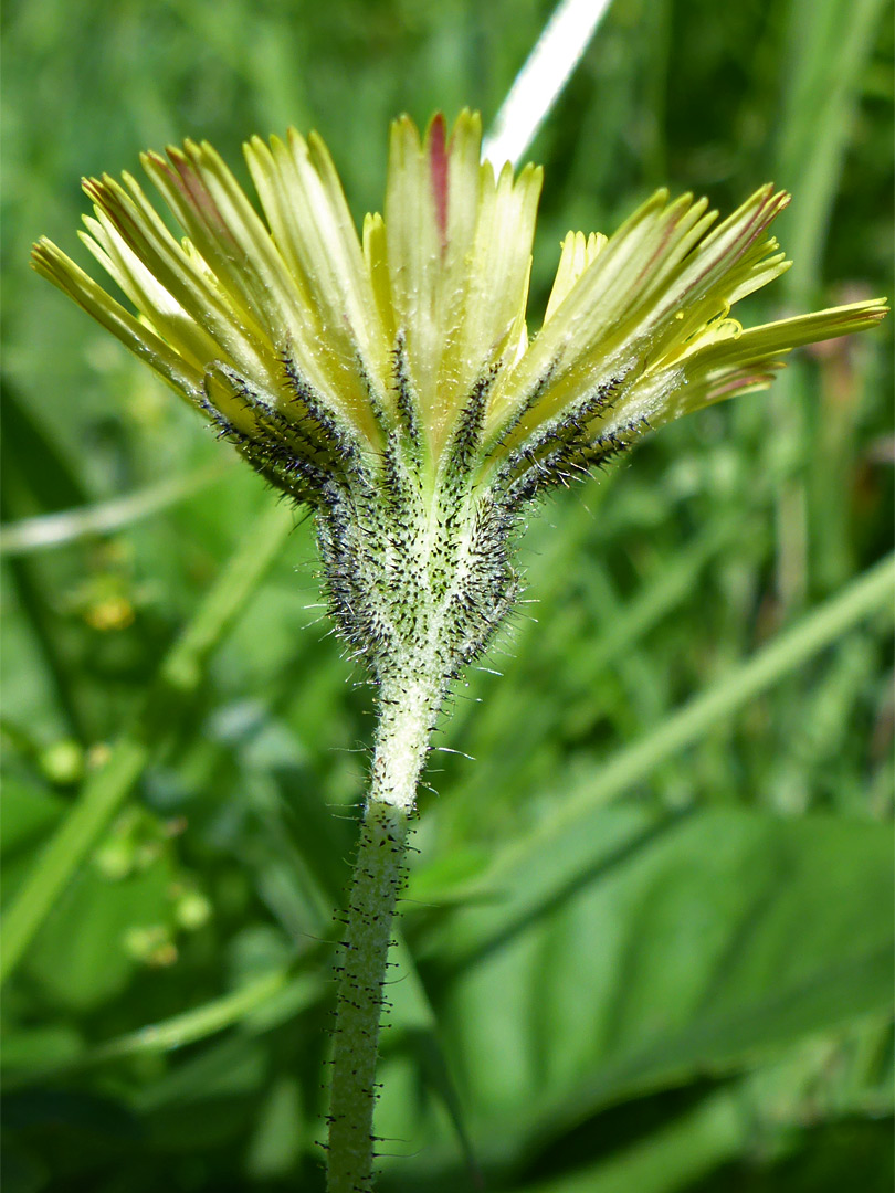 Mouse-ear hawkweed