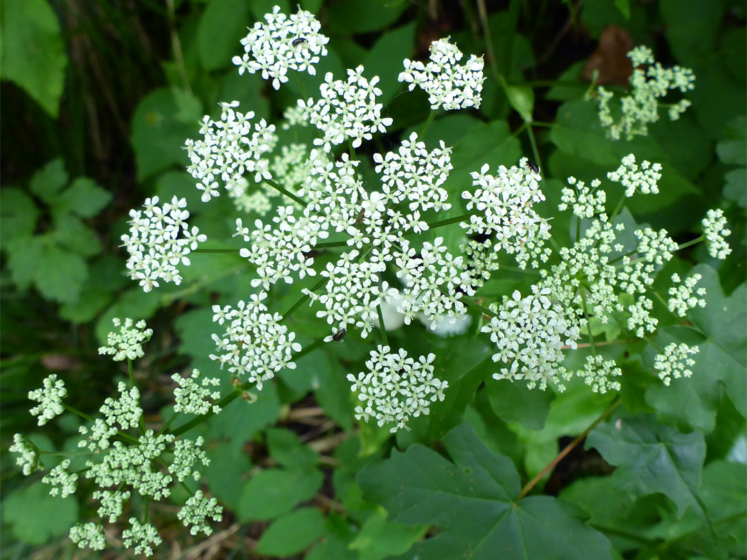 Greater burnet-saxifrage