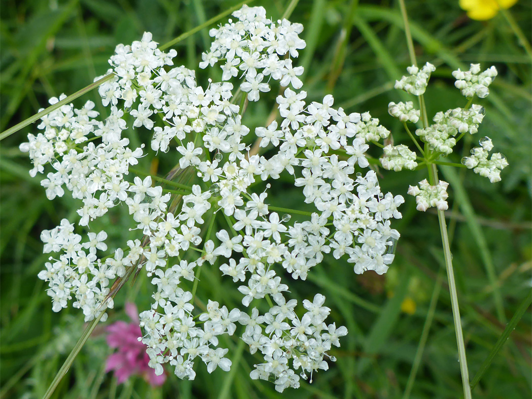 Flat-topped flower cluster