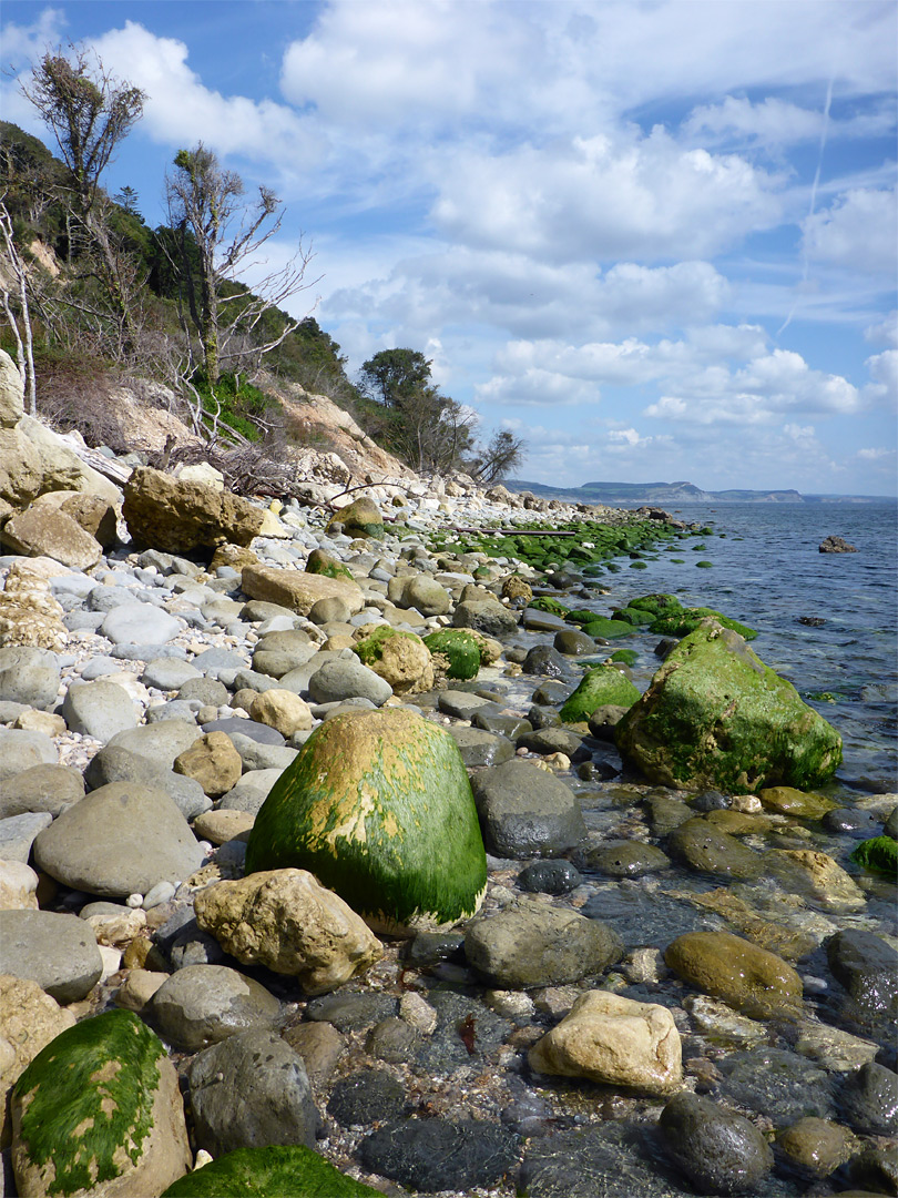 Seaweed-covered rocks