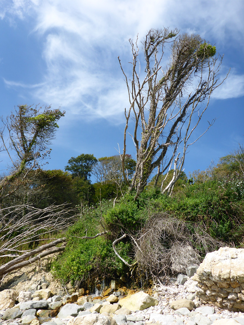 Tree above a stream