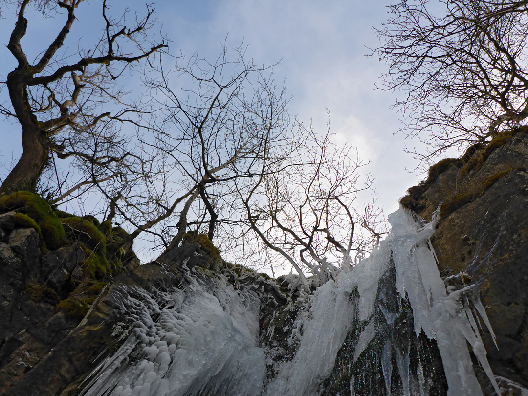 Trees above Pistyll Crawnon