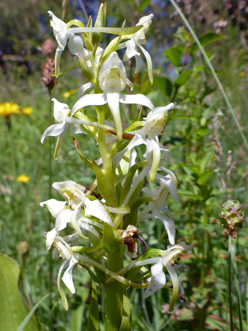 Greater butterfly orchid