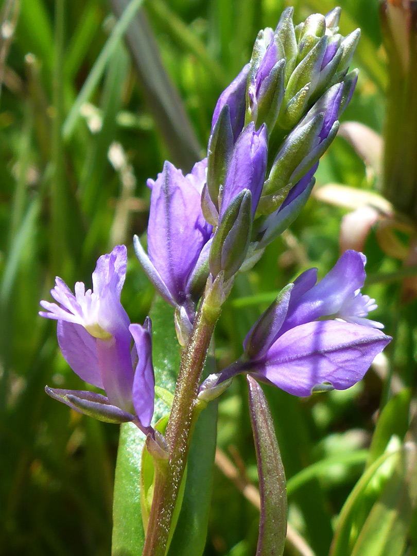 Flowers and buds