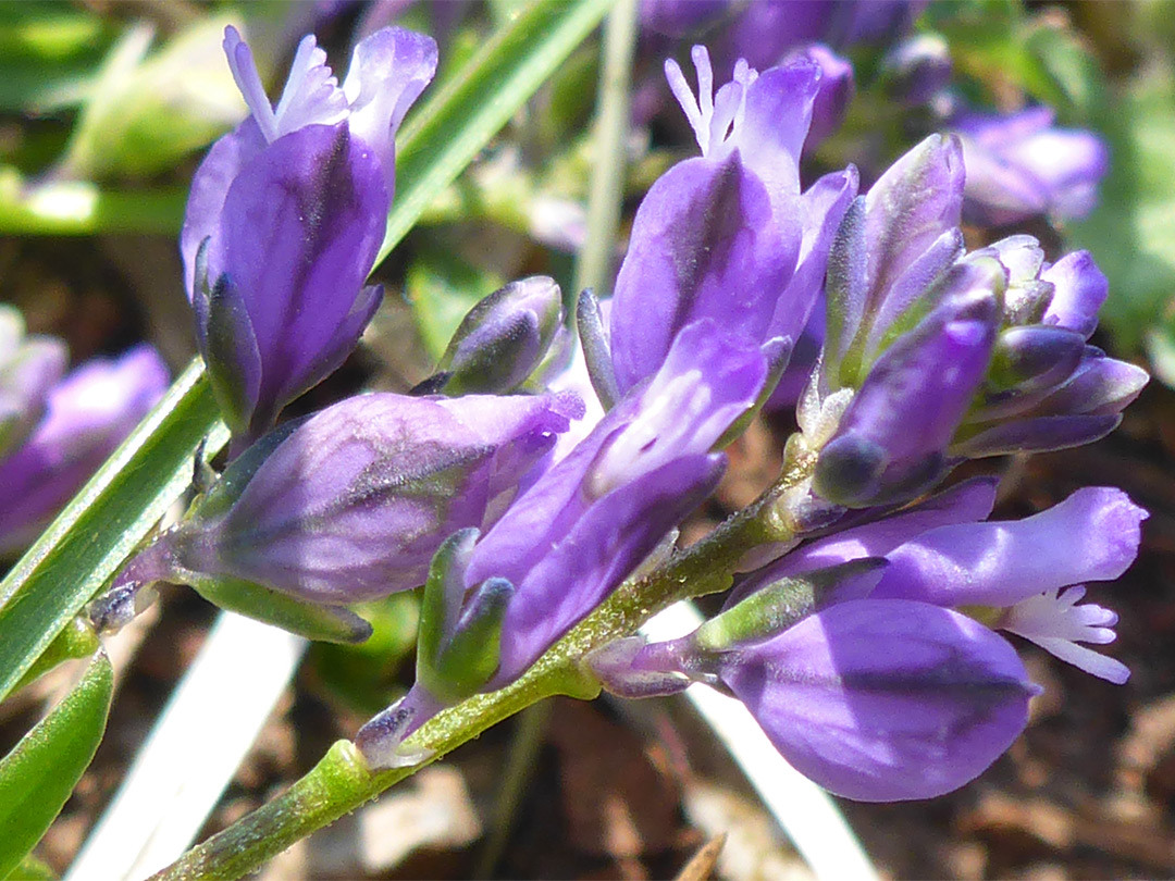 Petals and sepals