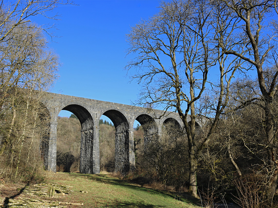 Trees below Pontsarn Viaduct