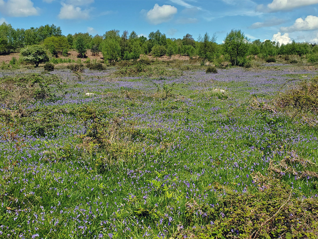 Bluebells and bushes