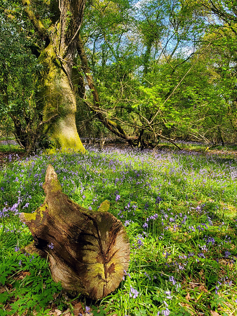 Log amongst bluebells