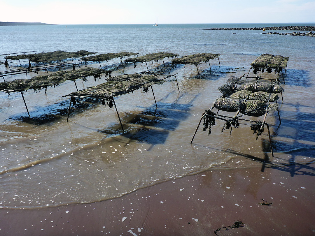 Oyster beds