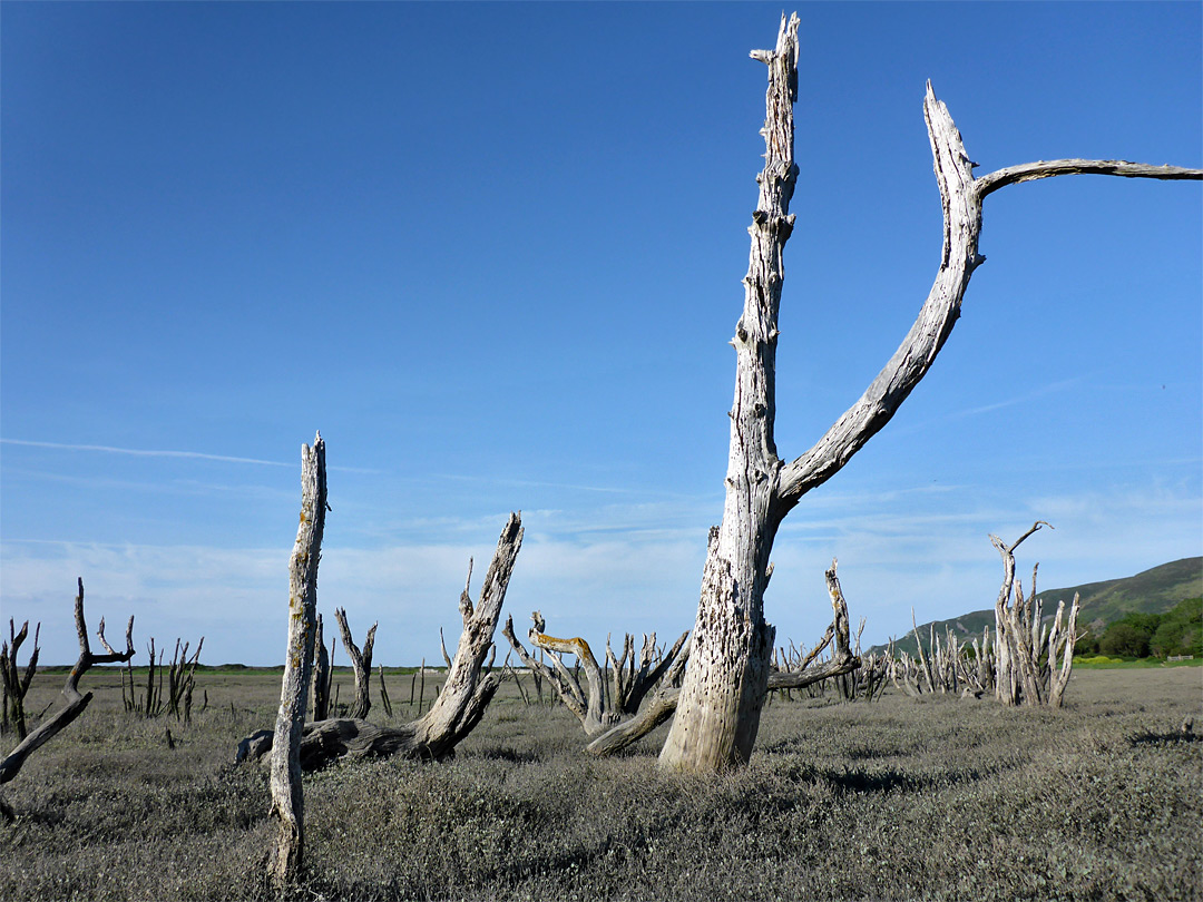 Dead forest