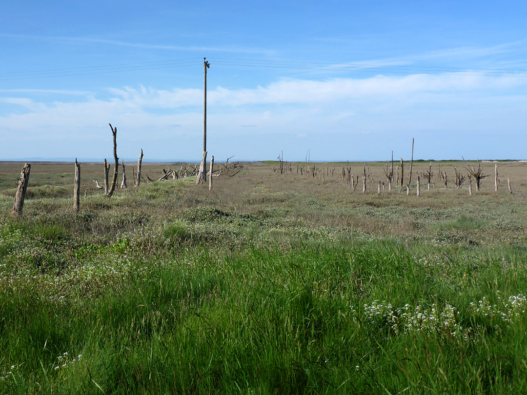 Saltmarsh