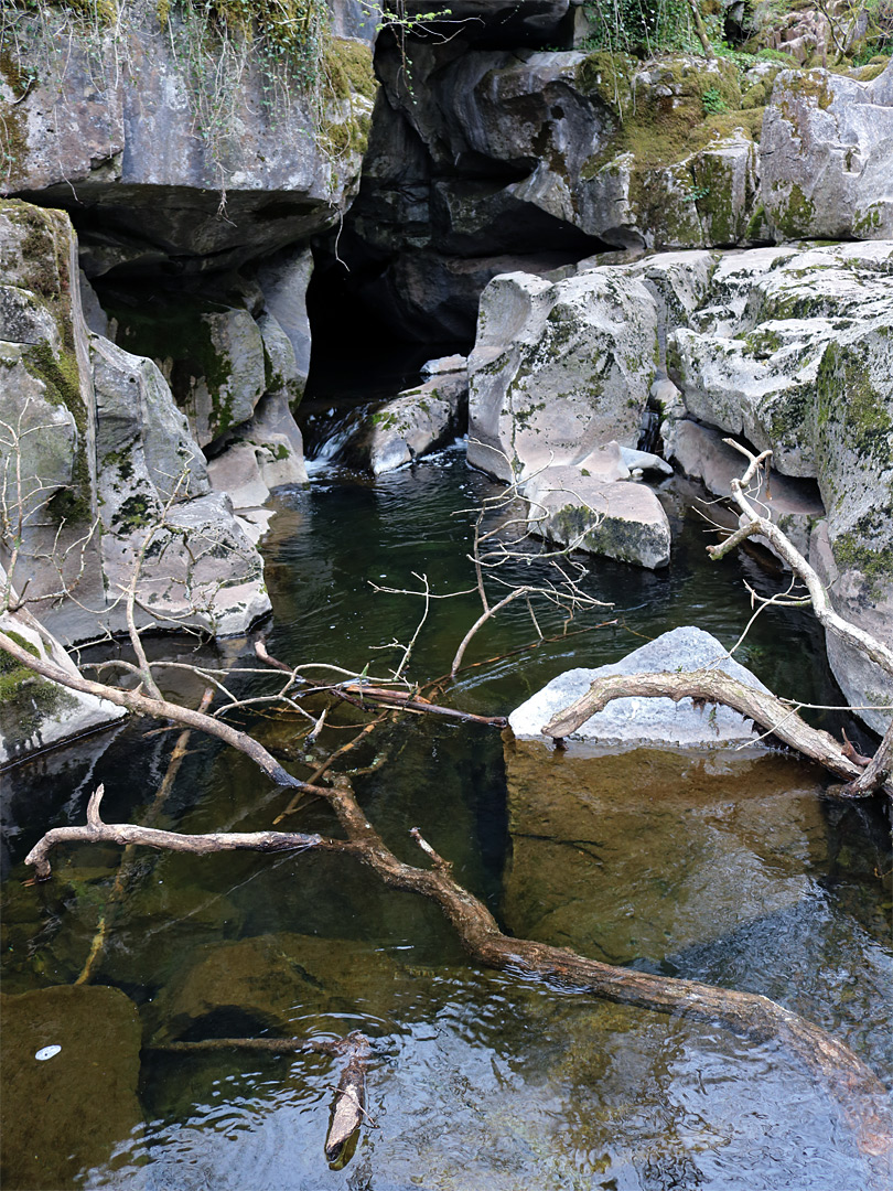 Branches in the river