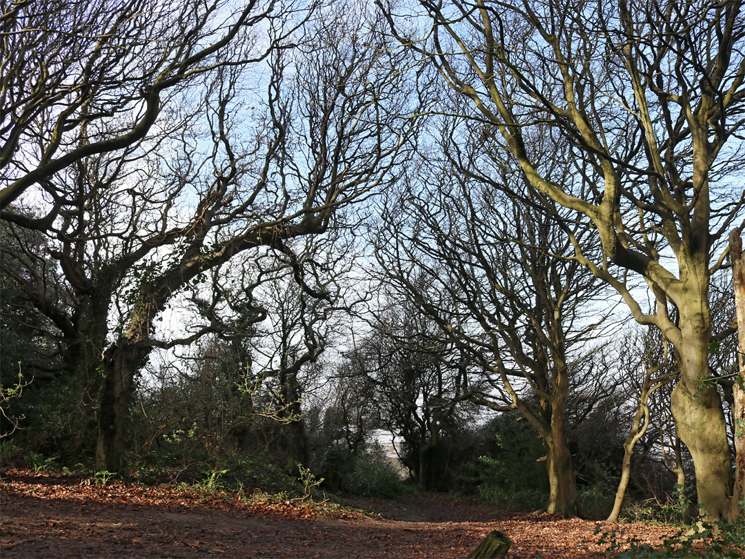 Leafless trees