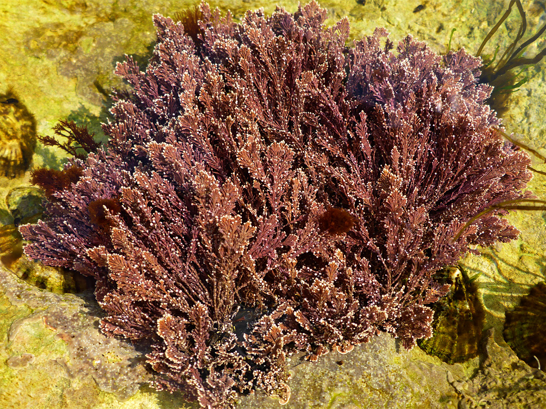 Coralweed