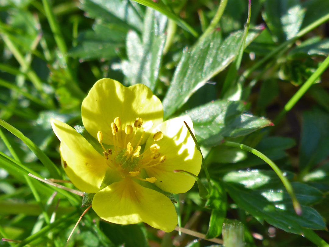 Four-petalled flower