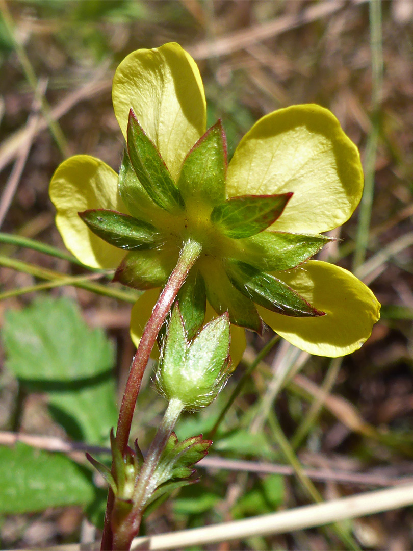 Petals and sepals