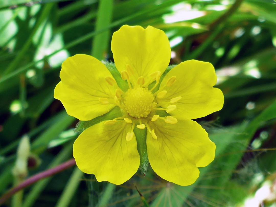 Creeping cinquefoil