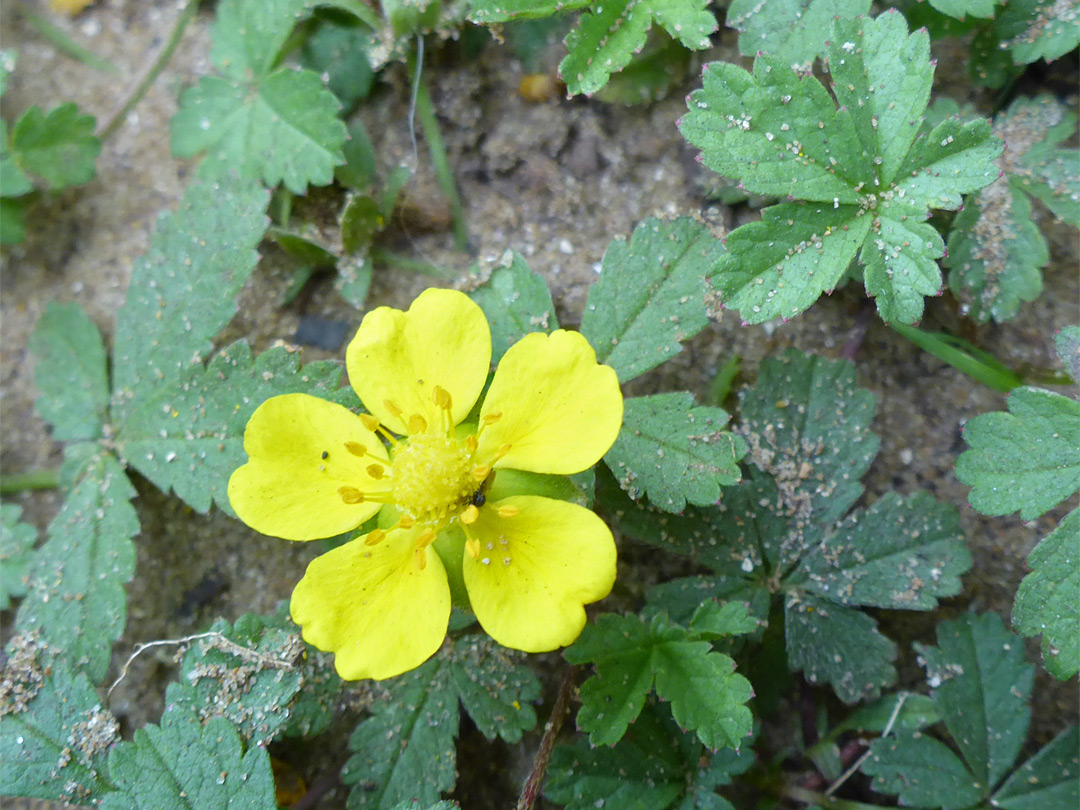 Flowers and leaves