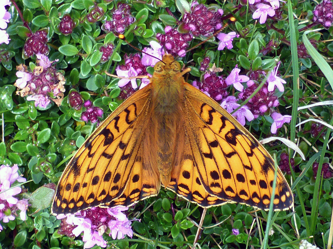 Dark green fritillary