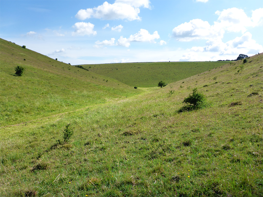 Grassland