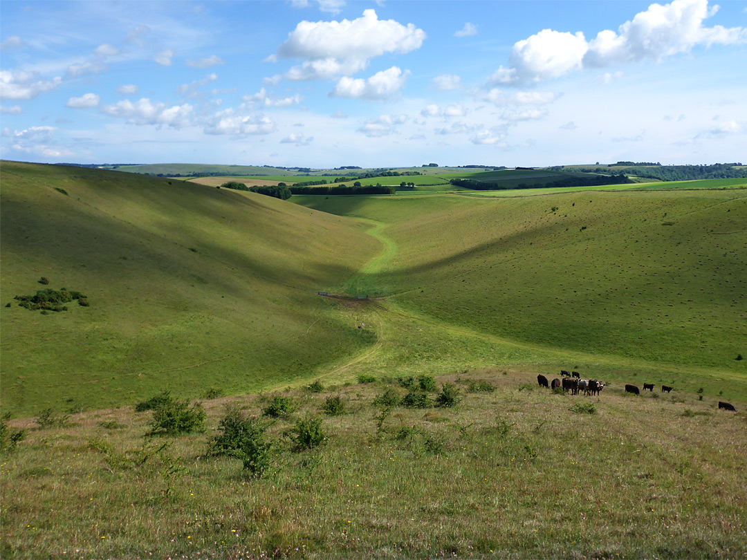 Cows in the valley