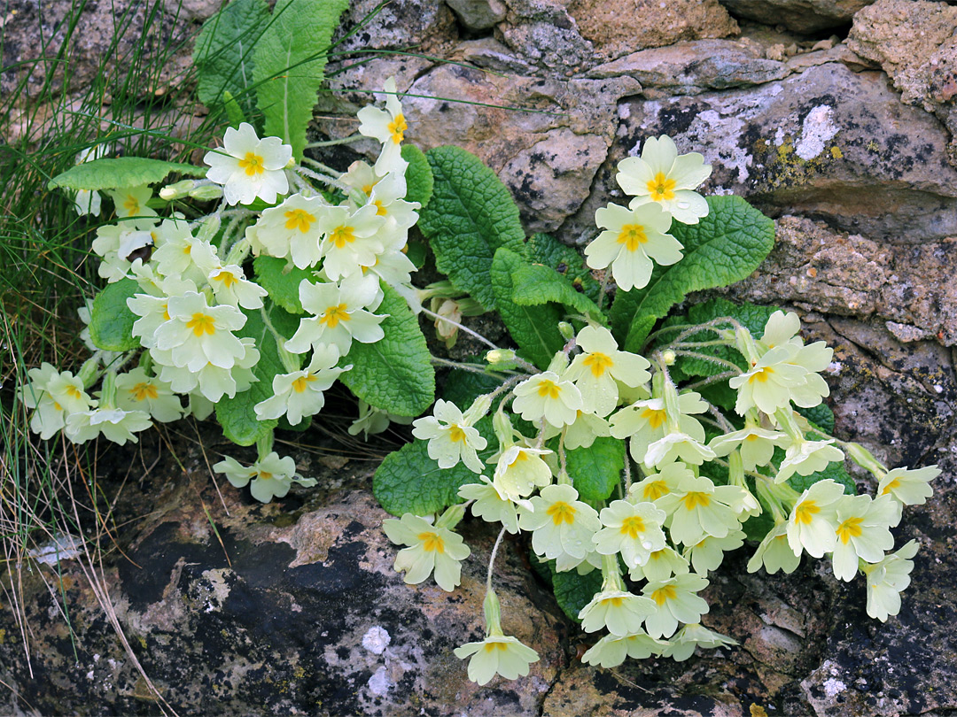 Common primrose