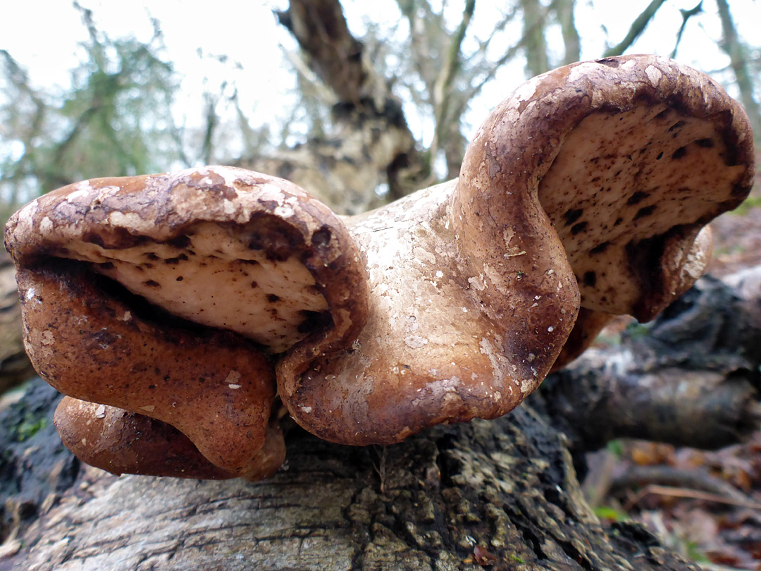 Birch polypore