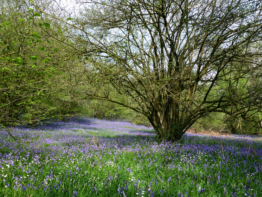 Field of bluebells