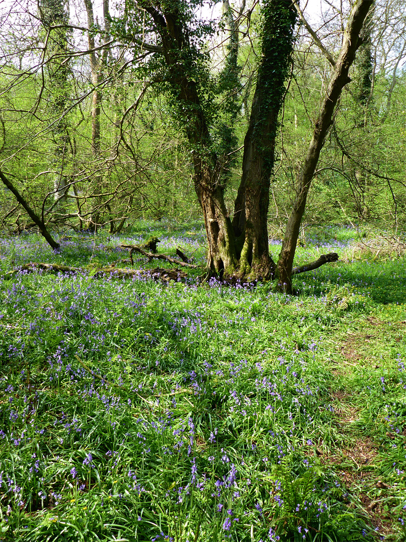 Trees and bluebells