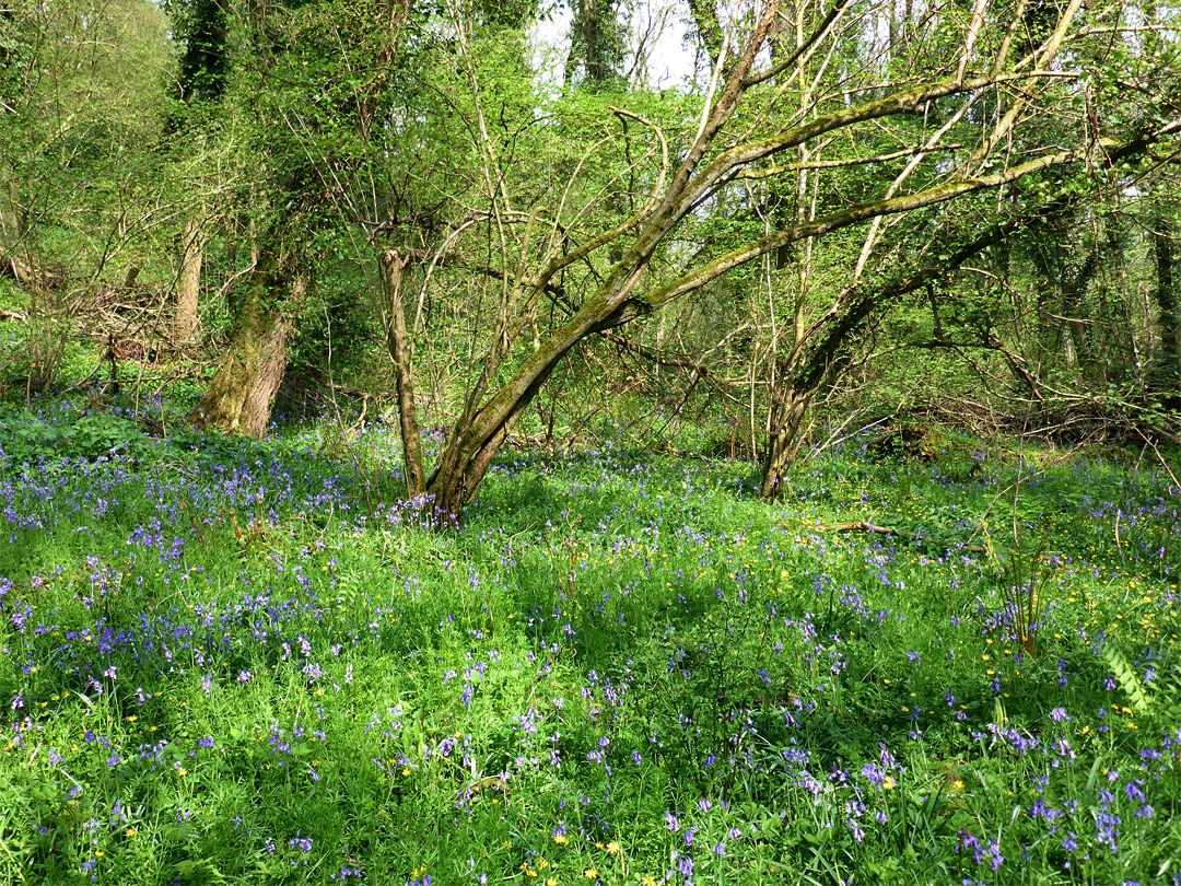 Bluebells and celandines