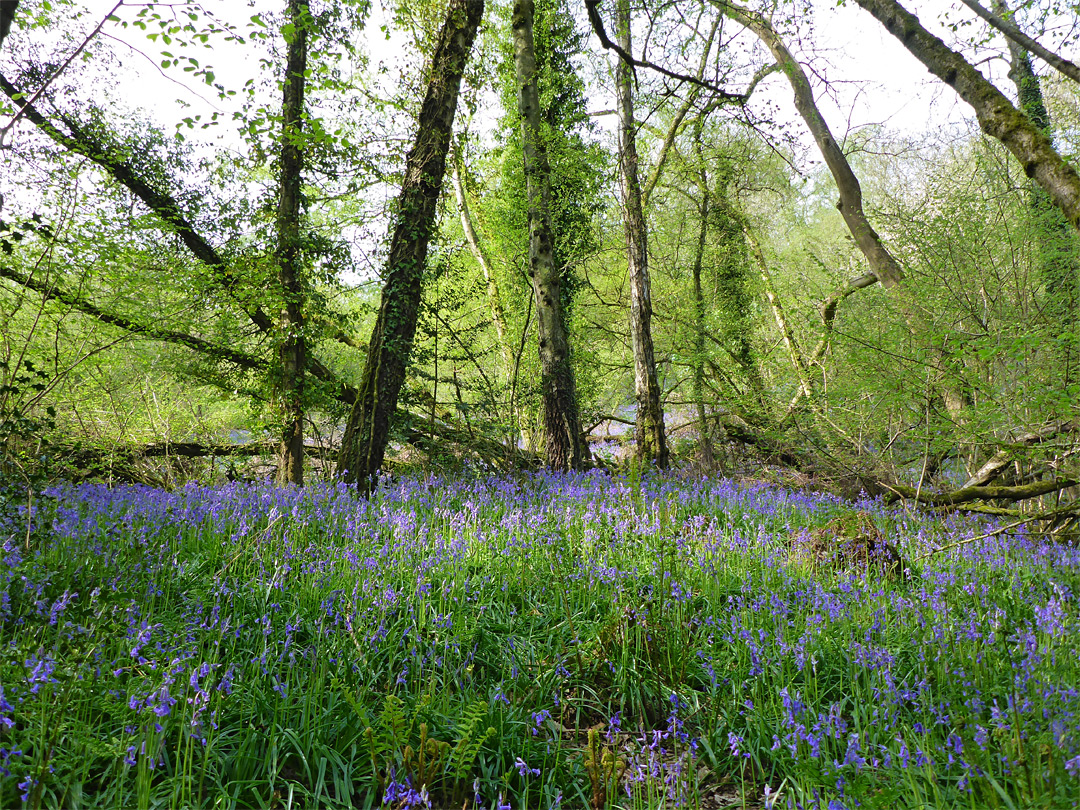 Many bluebells