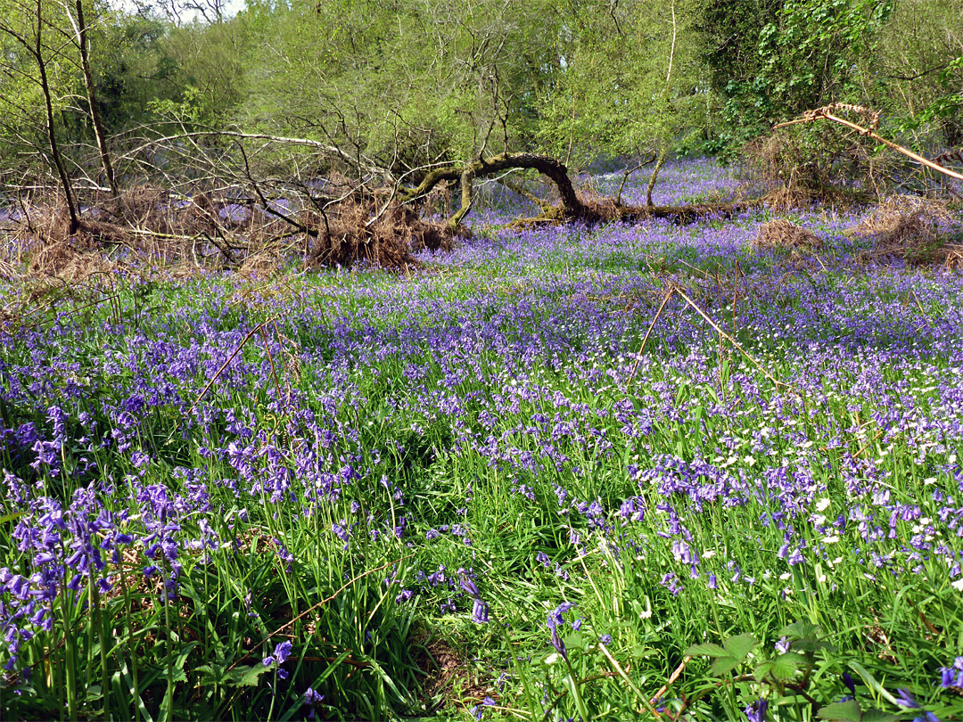 Bluebells and a fallen tree