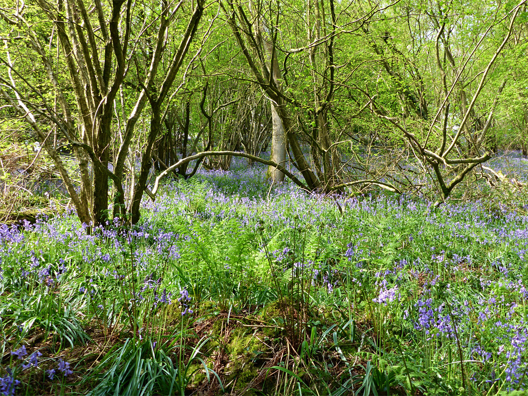 Bluebells and branched trees