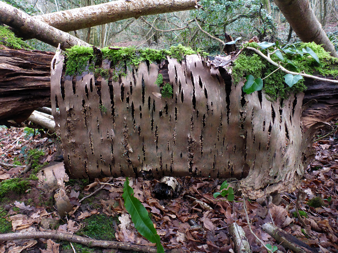 Hanging bark