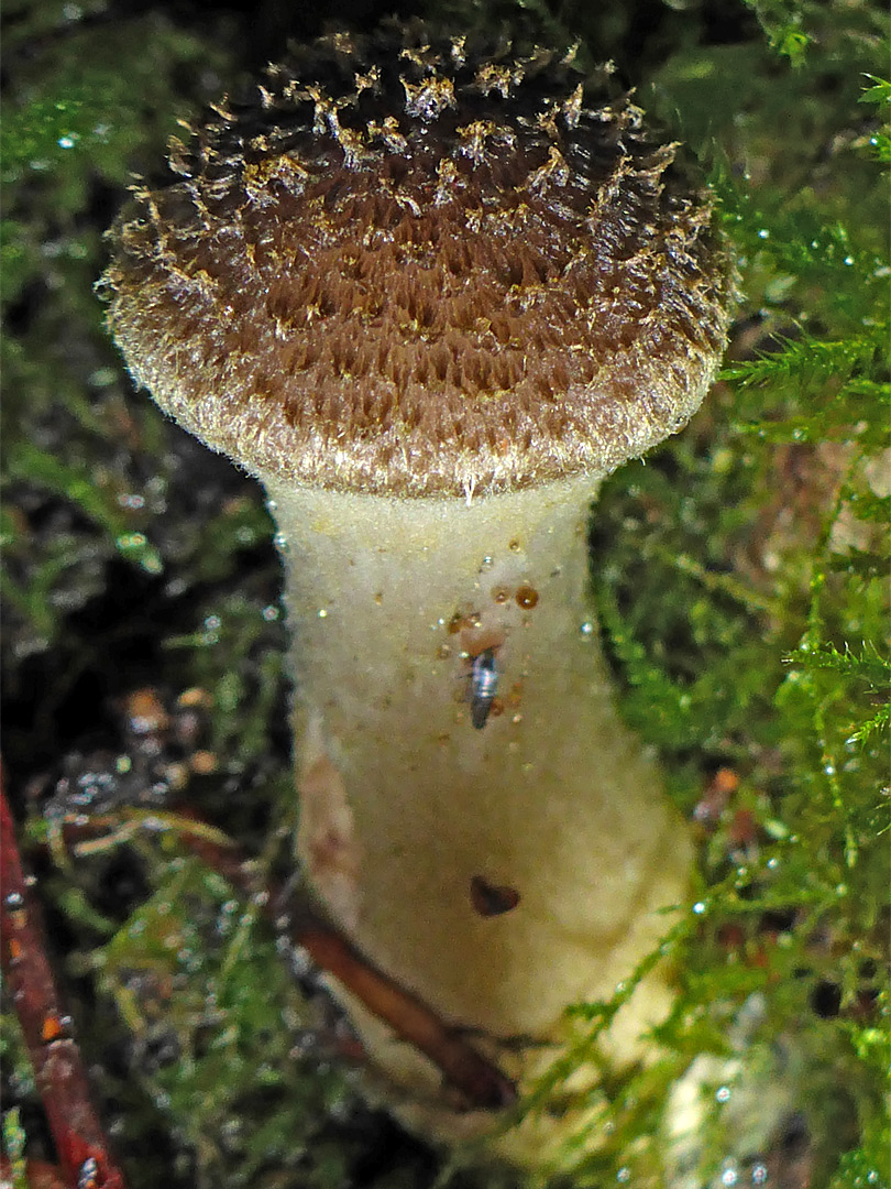 Bulbous honey fungus