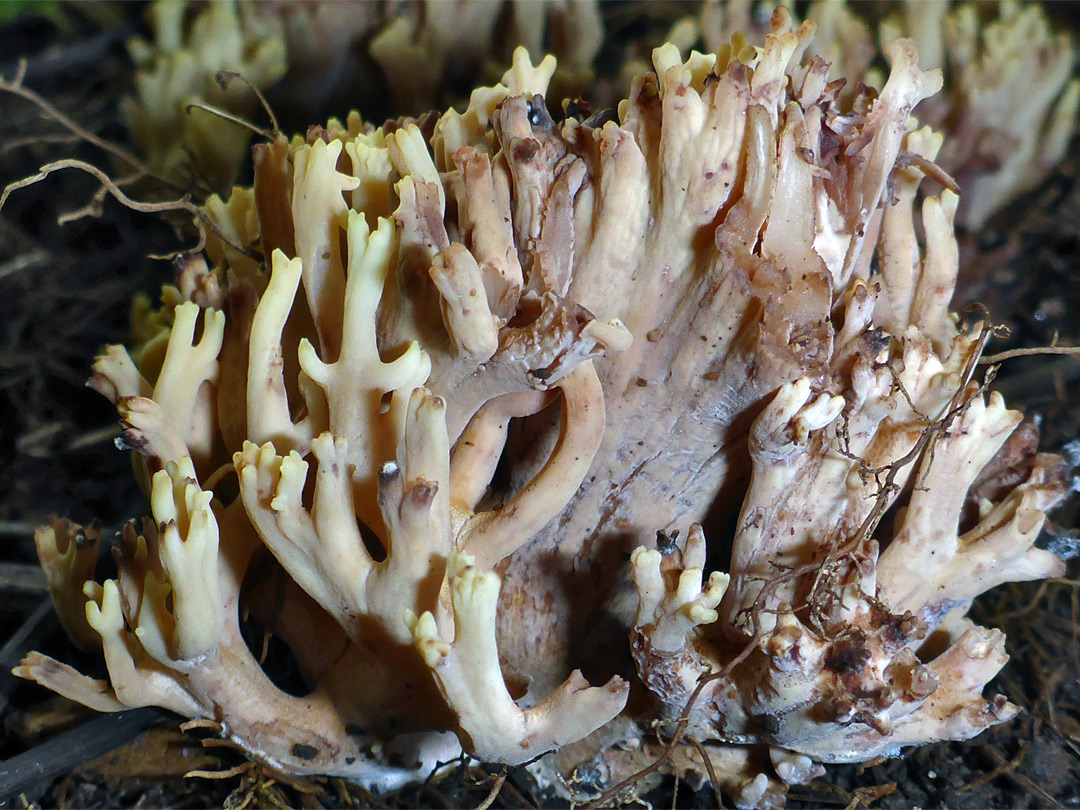 Coral fungus