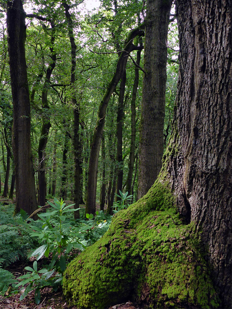 Moss and ferns