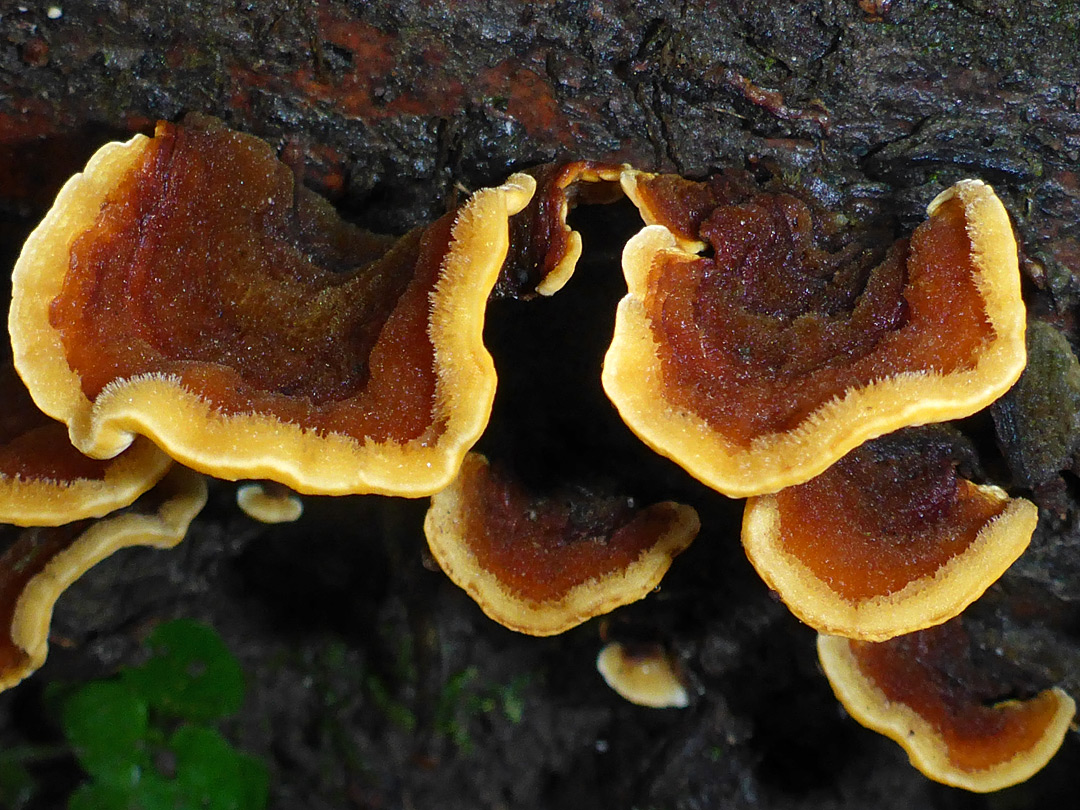 Hairy curtain crust