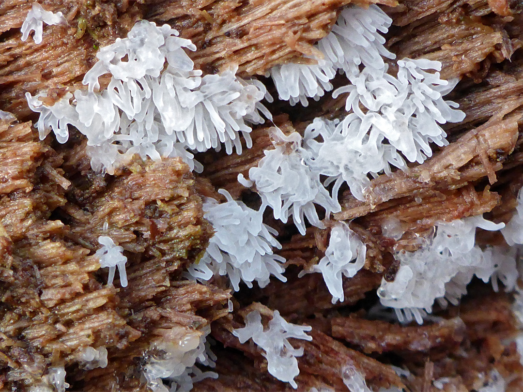 Honeycomb coral slime mold