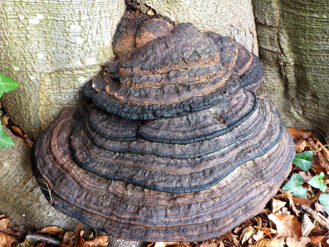 Hoof fungus