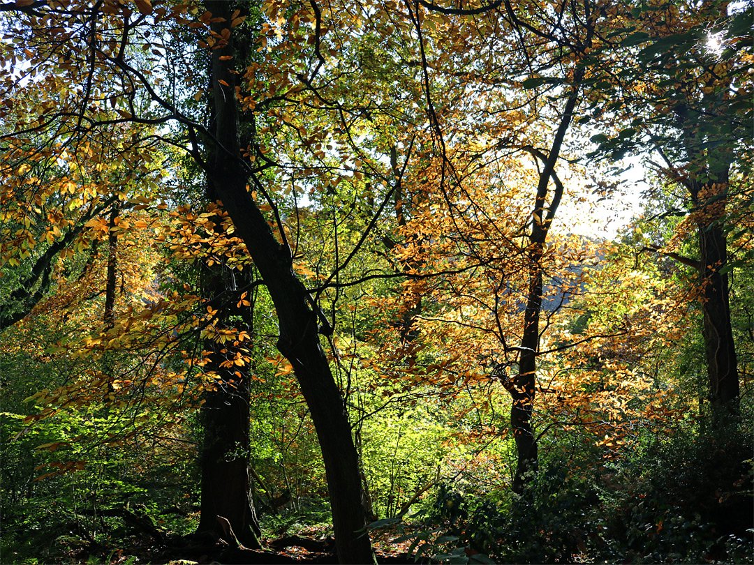 Sun on leaves