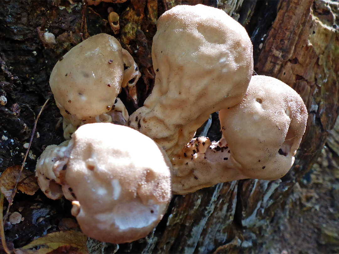 Pestle puffball