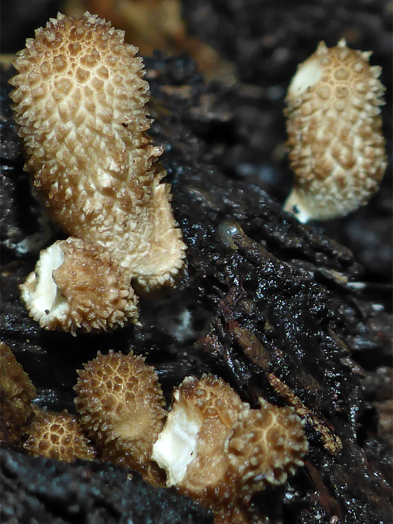 Spiny puffball